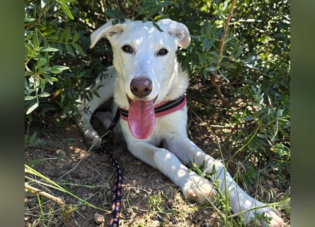 Clementina: grazile, aufgeweckte Schönheit