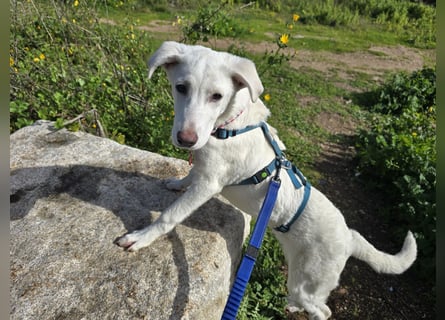 Clementina: grazile, aufgeweckte Schönheit