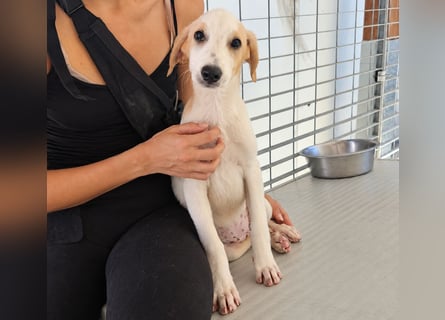 Patsy: ein ruhiger Schatz sucht Geborgenheit