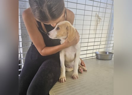 Patsy: ein ruhiger Schatz sucht Geborgenheit