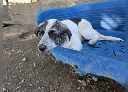 Cassian: Von der Flasche ins Tierheim