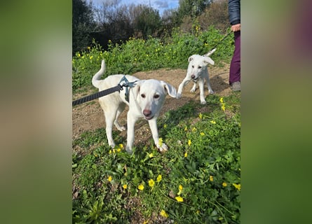 Chaya: einfach nur Klasse