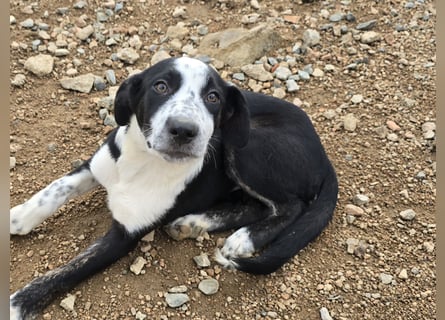 Birkin: perfekte Familienhündin