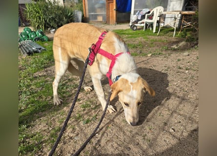 Trilly: ein Schatz für die ganze Familie