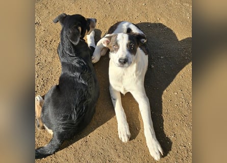 Brad: Hallo, hier bin ich!