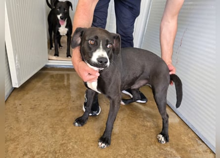 Sofia: Mini- Labrador für die ganze Familie