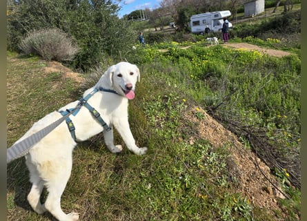 Chaya: einfach nur Klasse