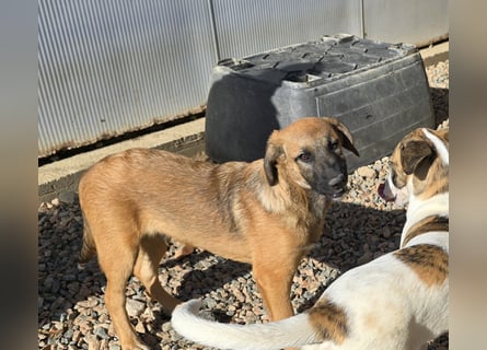 Vento: er wäre gern Familienhund