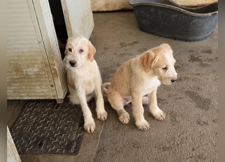 Noe: vom Flughafen ins schöne Leben