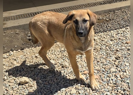 Vento: er wäre gern Familienhund