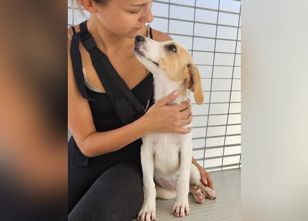 Patsy: ein ruhiger Schatz sucht Geborgenheit