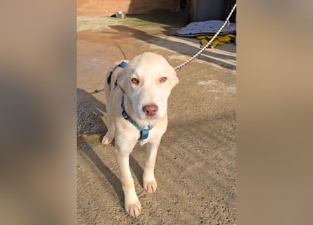 Kenba: Schönheit und Reinrassigkeit nutzen ihr nichts