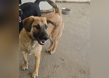 Vento: er wäre gern Familienhund