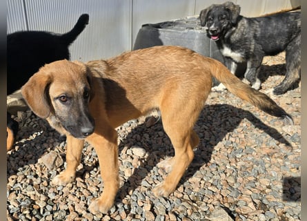 Vento: er wäre gern Familienhund