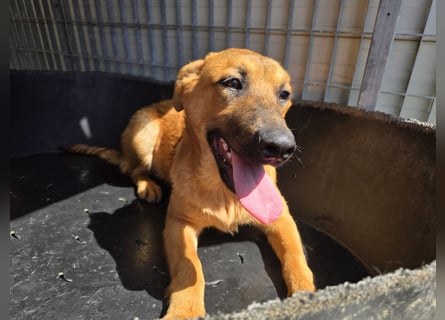 Fritz: kleiner Labbi-Mix wäre gern Familienhund