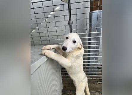 Kate: sanft, ruhig und verschmust,