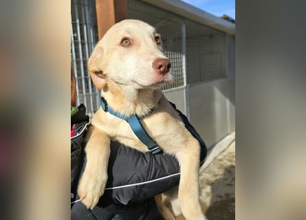 Kenba: Schönheit und Reinrassigkeit nutzen ihr nichts