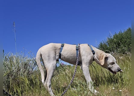 Esso: zarter kleiner Labbi-Mix