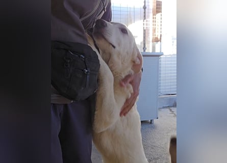 Kate: sanft, ruhig und verschmust,