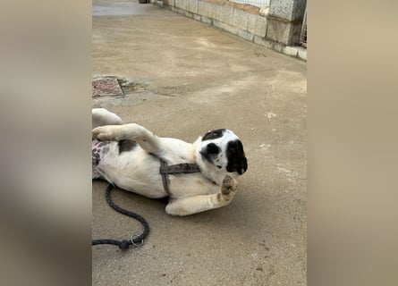 Brad: Hallo, hier bin ich!