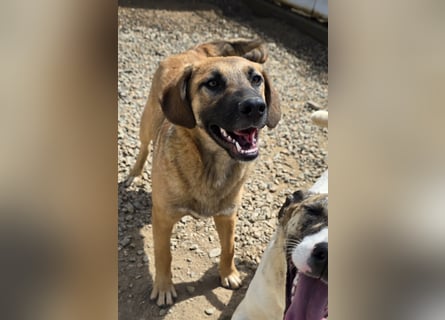 Vento: er wäre gern Familienhund