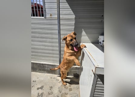 Fritz: kleiner Labbi-Mix wäre gern Familienhund