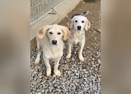 Cameron: kleiner Herzensbrecher