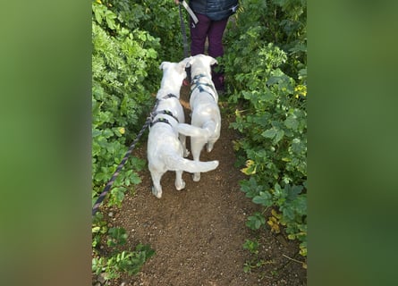 Chaya: einfach nur Klasse