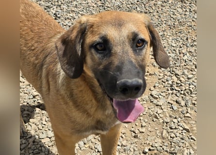 Vento: er wäre gern Familienhund