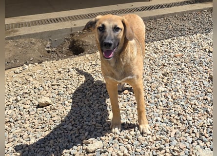 Vento: er wäre gern Familienhund