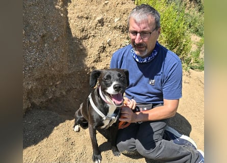 Brenda: Labrador im Kleinformat