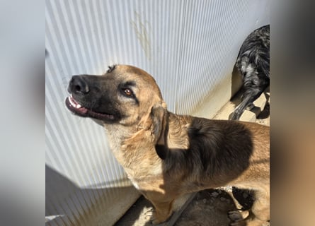 Vento: er wäre gern Familienhund