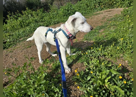 Clementina: grazile, aufgeweckte Schönheit