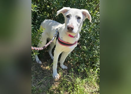 Clementina: grazile, aufgeweckte Schönheit