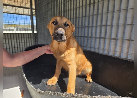 Fritz: kleiner Labbi-Mix wäre gern Familienhund