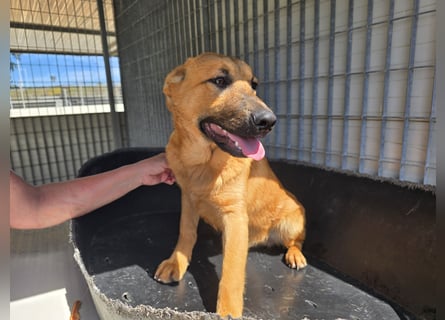 Fritz: kleiner Labbi-Mix wäre gern Familienhund