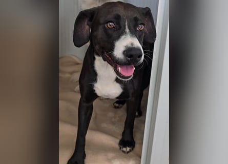 Sofia: Mini- Labrador für die ganze Familie