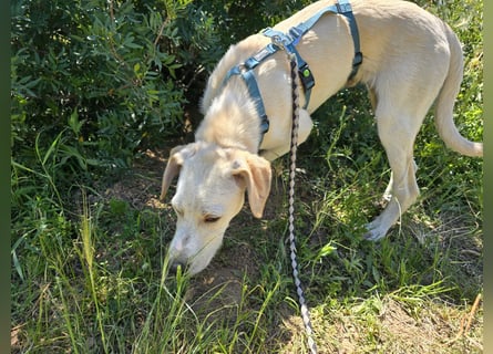 Esso: zarter kleiner Labbi-Mix