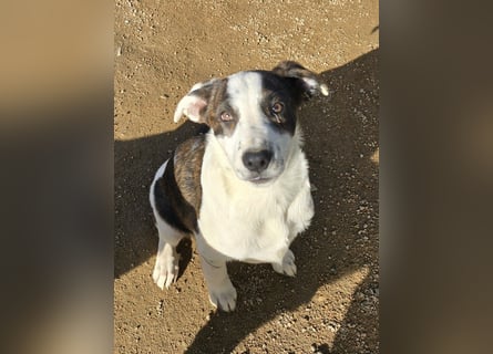 Brad: Hallo, hier bin ich!