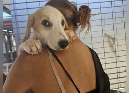 Patsy: ein ruhiger Schatz sucht Geborgenheit