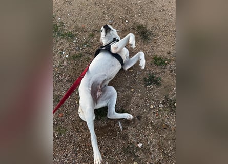 Bice: verschmuster Mini-Labbi-Mädchen Bice: verschmuster Mini-Labbi-Mädchen