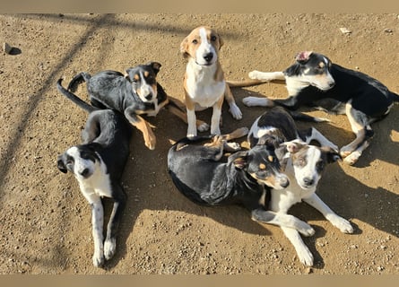 Birkin: perfekte Familienhündin