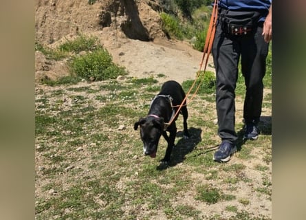 Brenda: Labrador im Kleinformat