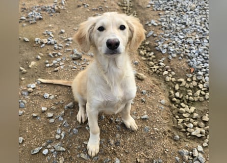 Cameron: kleiner Herzensbrecher