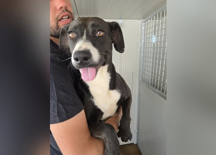 Sofia: Mini- Labrador für die ganze Familie