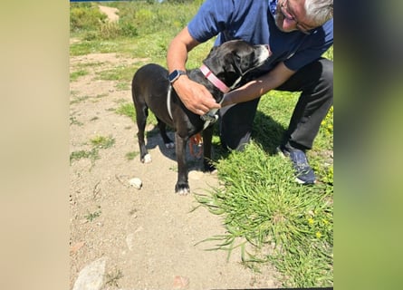 Brenda: Labrador im Kleinformat