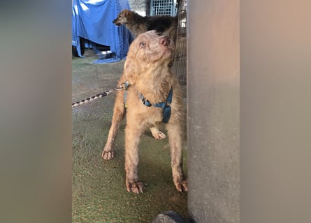 Kira: ein echter Hingucker