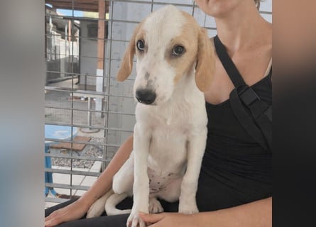 Patsy: ein ruhiger Schatz sucht Geborgenheit