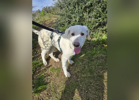 Chaya: einfach nur Klasse