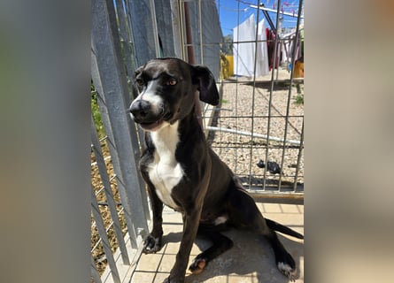 Sofia: Mini- Labrador für die ganze Familie